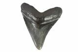 Fossil Megalodon Tooth - South Carolina #93537-1